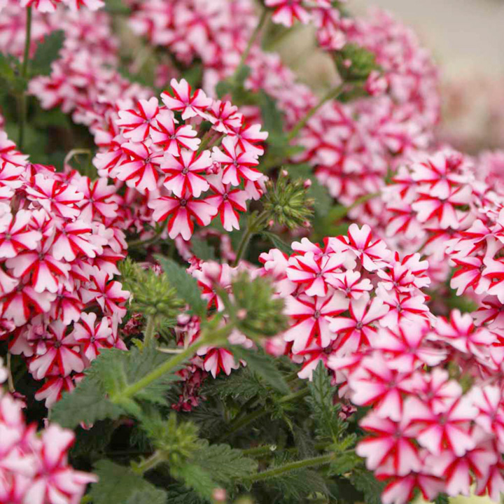 Beautiful Flower Verbenas Desktop Pictures Download