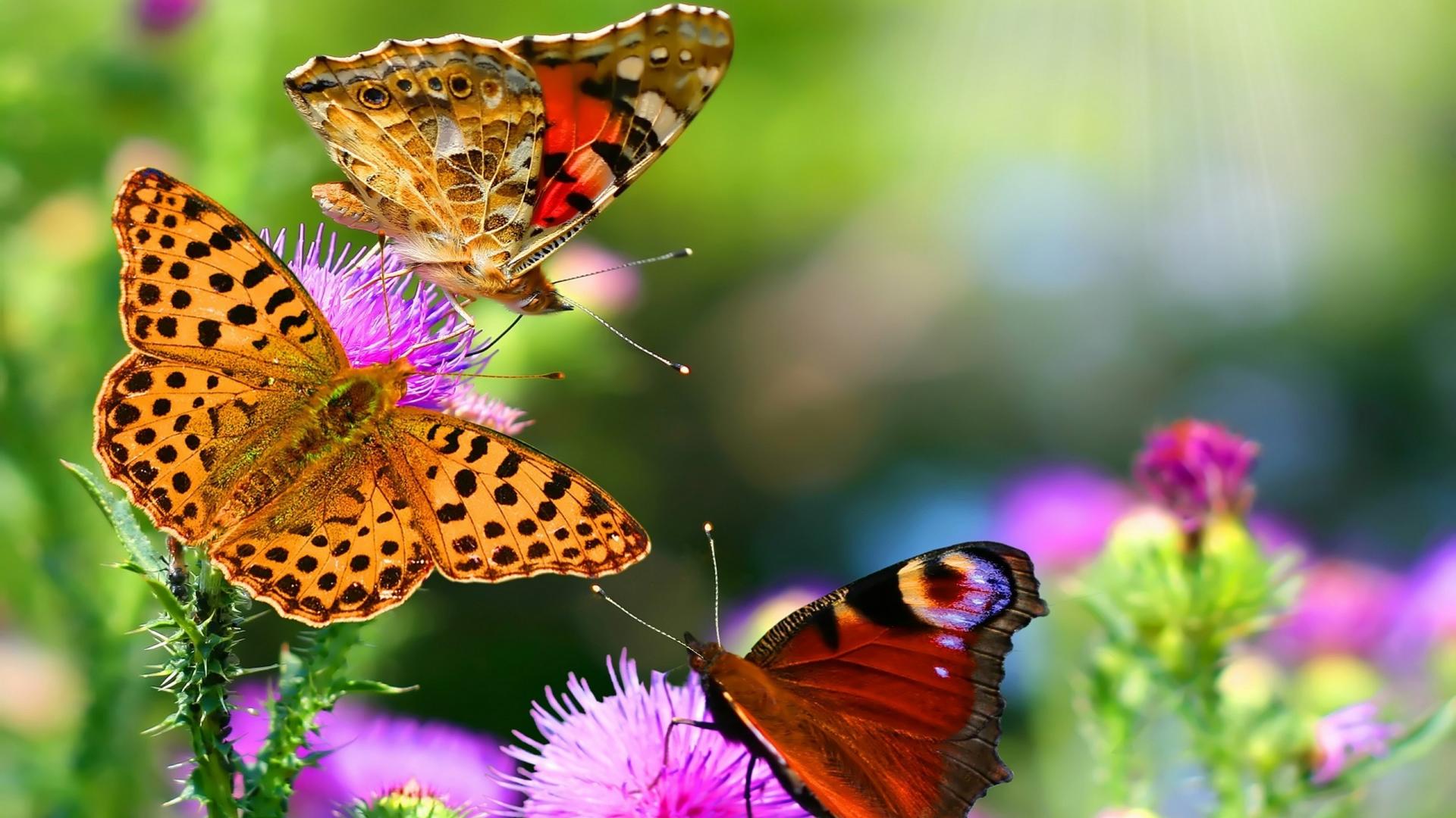 3d Butterfly Mobile Laptop Wallpapers Free Download
