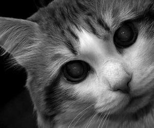 3d cat images mobile background wallpaper