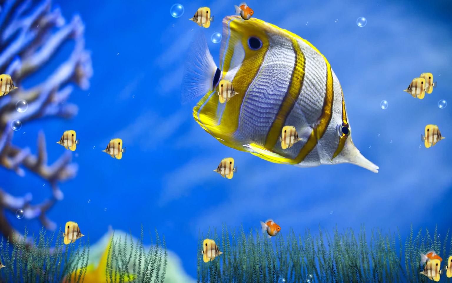 3d hd mobile background wallpaper aquarium free download