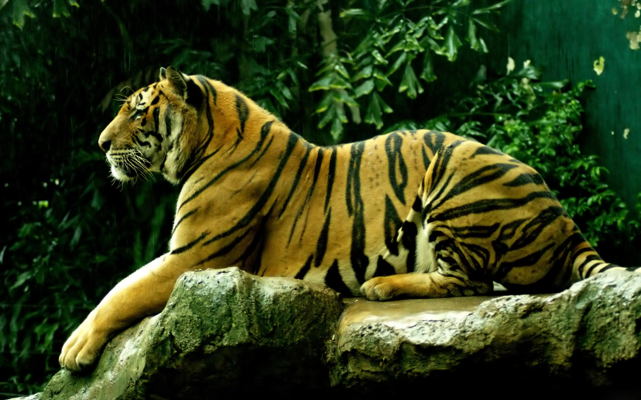 3d Tiger Images Download