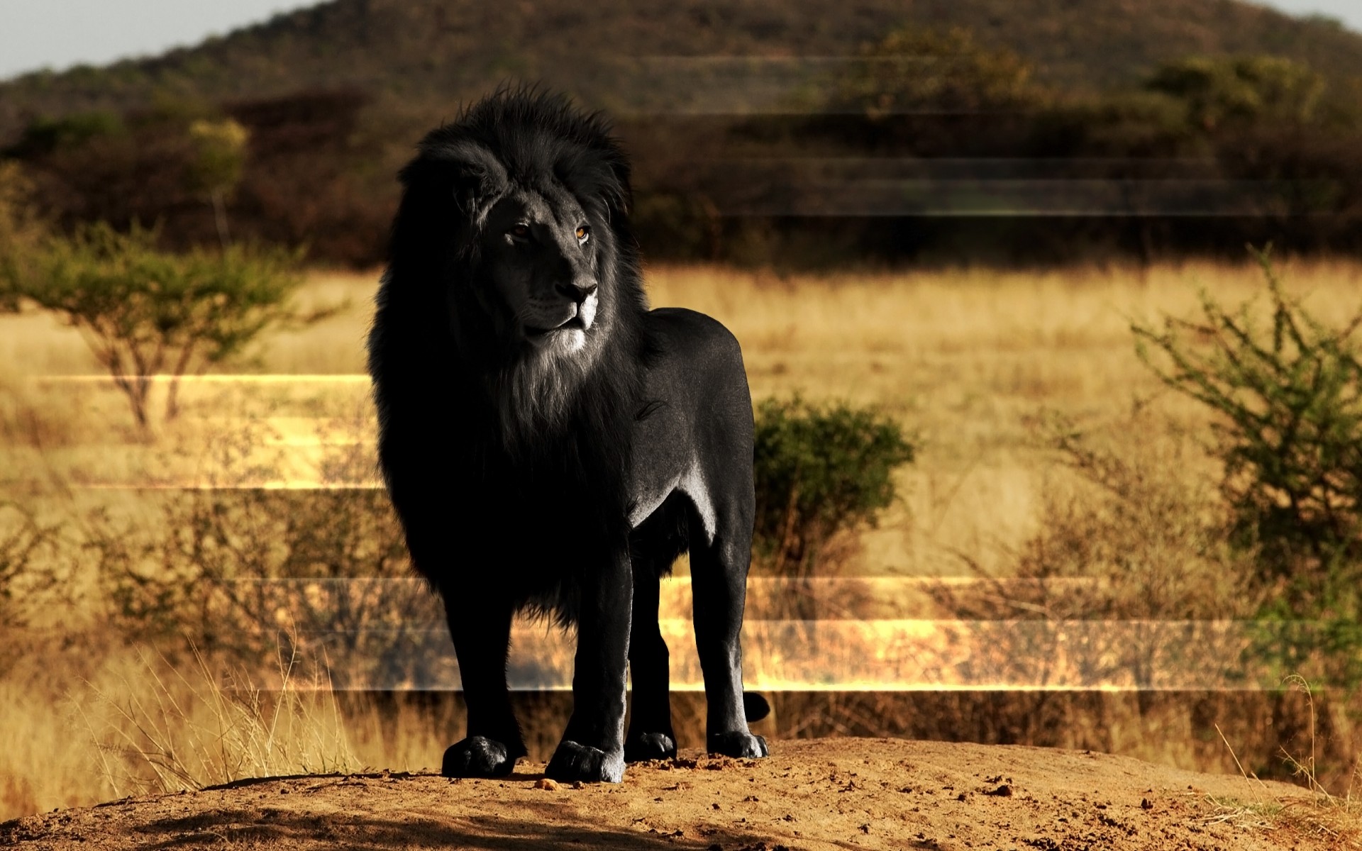 Desktop 3d Lion Pictures Download
