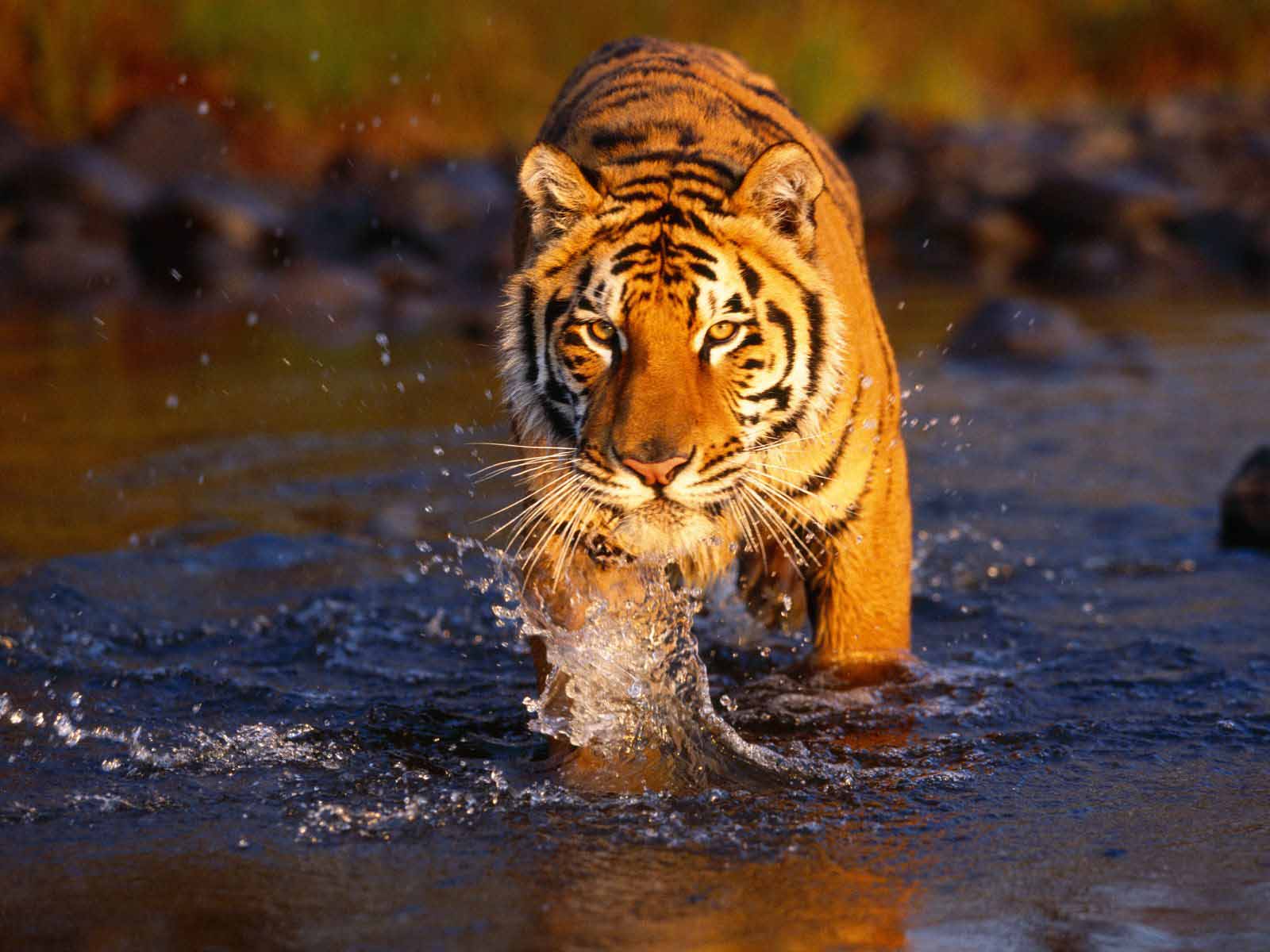 Desktop Tiger Animal Mobile Background Wallpaper 3d