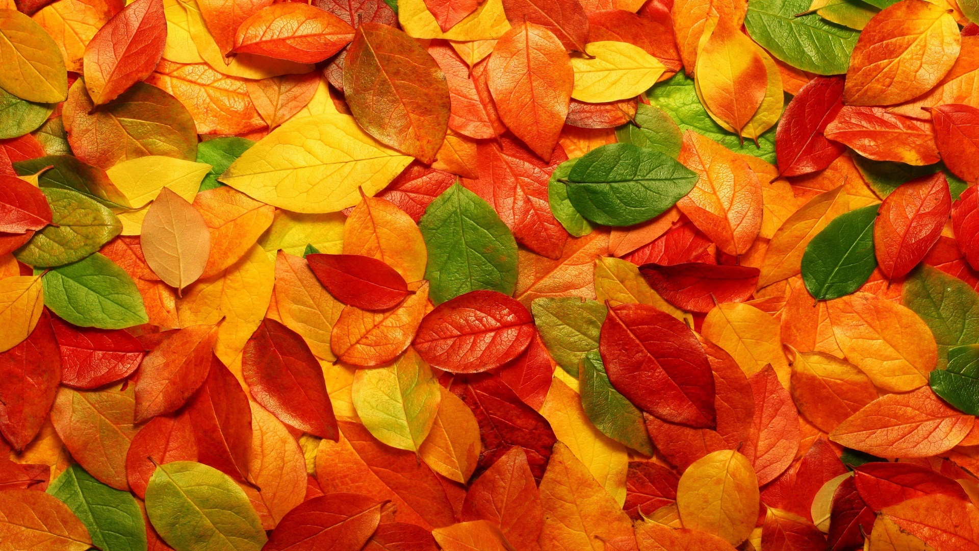 autumn desktop wallpapers the colors that we enjoy