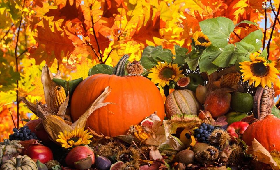 Autumn Harvest Pumpkin Wallpaper Hd Pictures Download