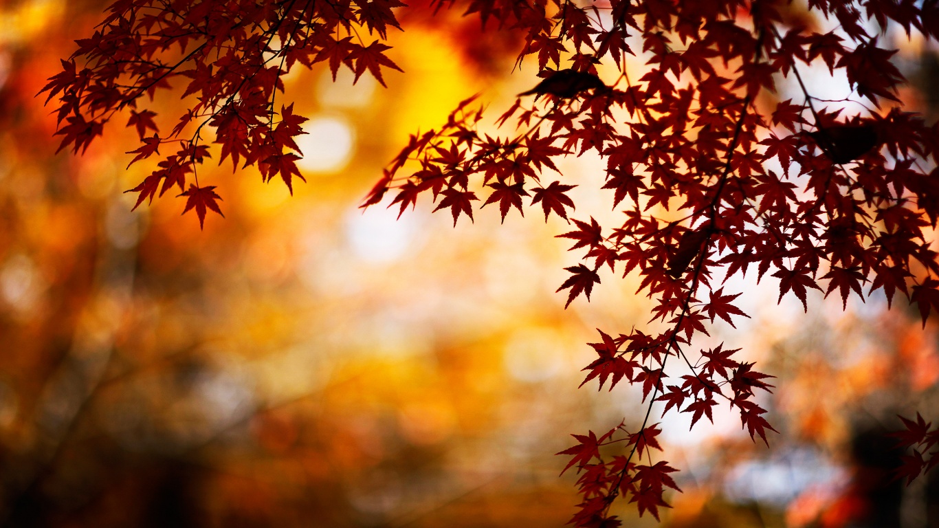 Autumn Leaves Red Pair Background Picture Download