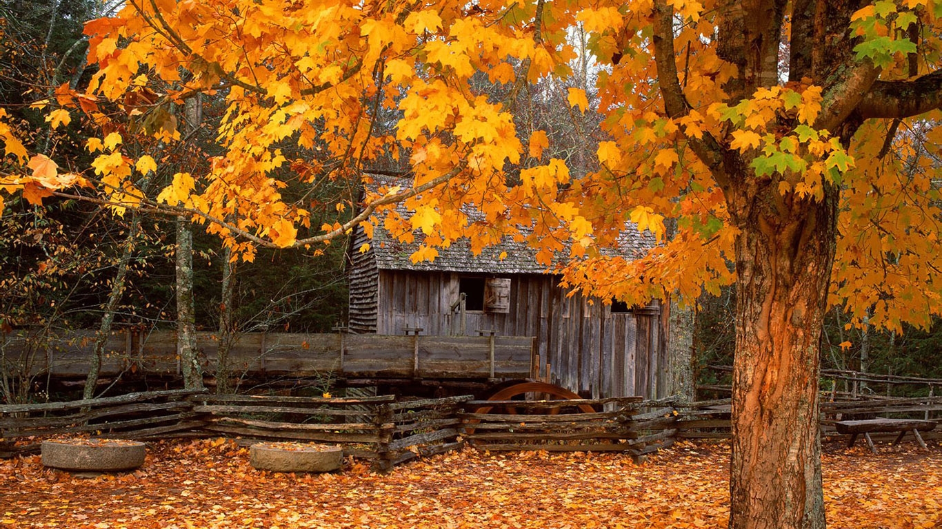 autumn sugar maple wallpaer and desktop views photos download