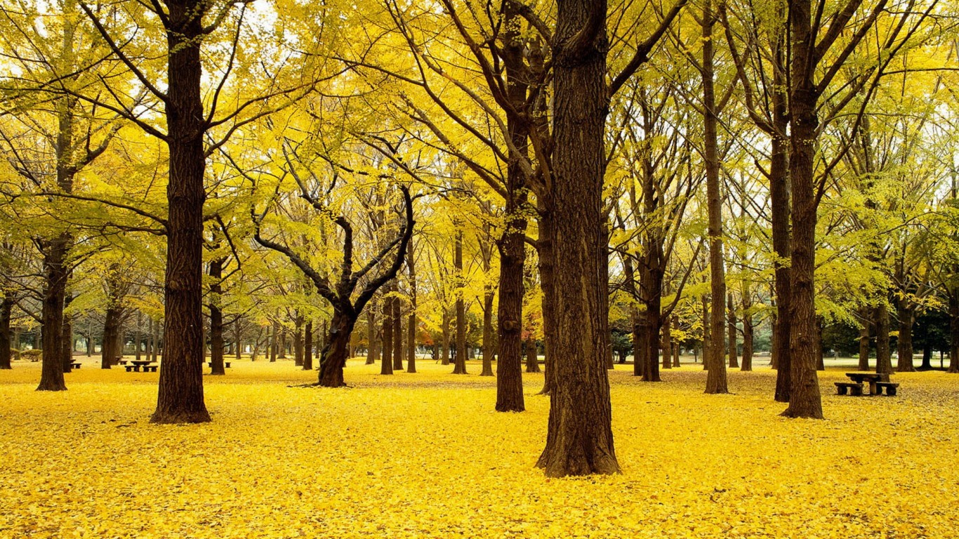 autumn yellow collon wood tree wallpapers free download