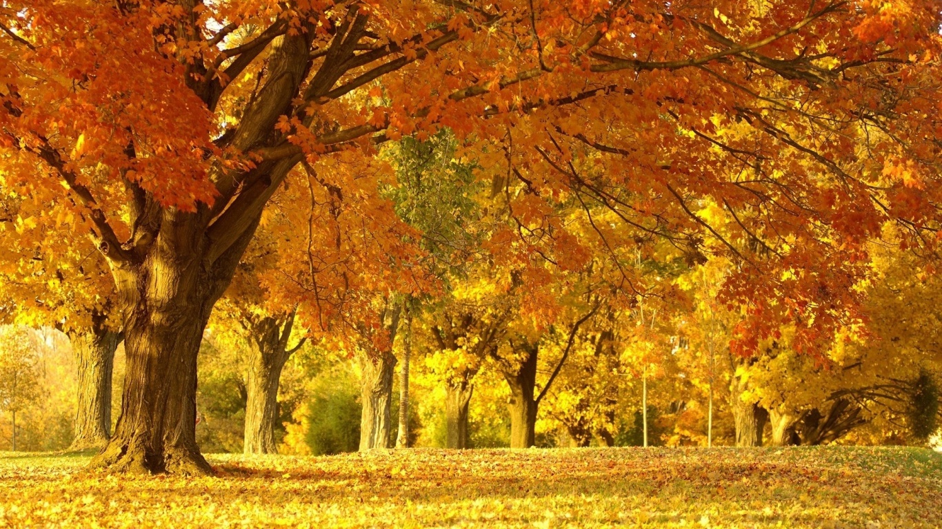 best sugar maple tree hd autumn landscape wallpapers