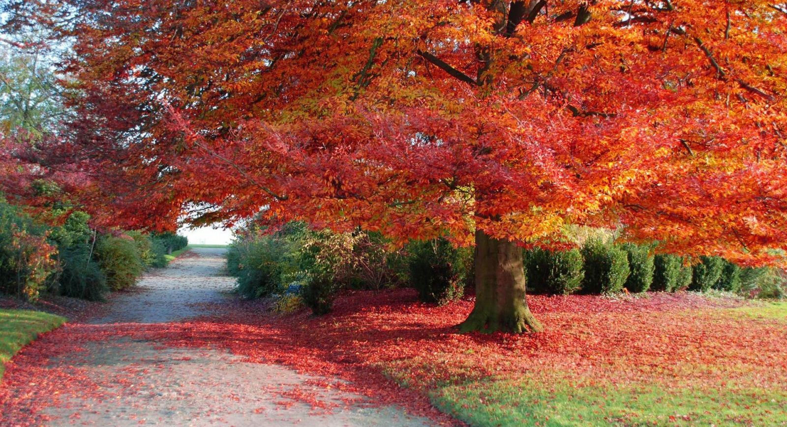 Red Maple Tree Fall Pc Autumn Wallpaper Landscap Picture