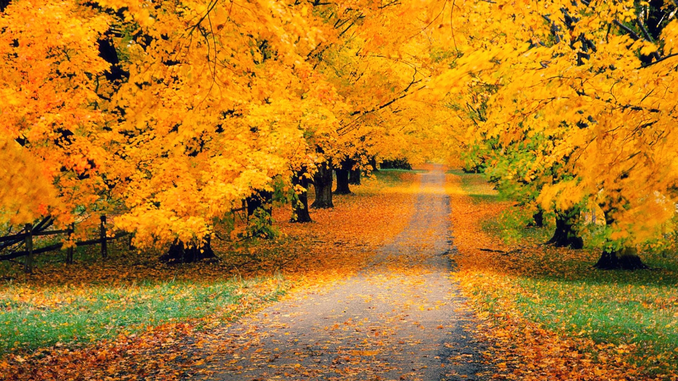 what a beautiful fall walk away rowe woods desktop wallpapers