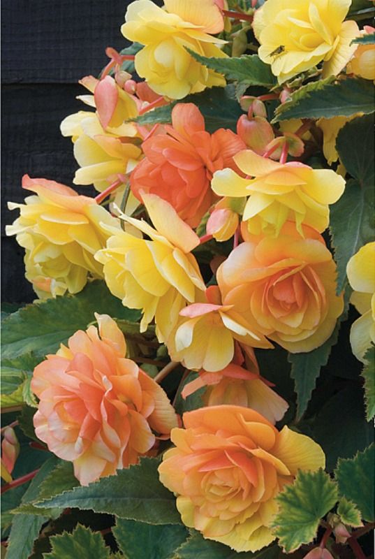 Amazing Color All Summer Begonia Flower Images Free