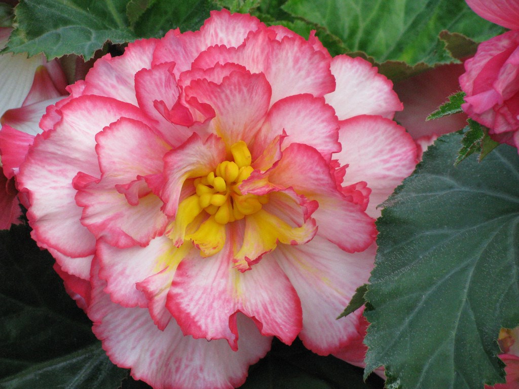 amazing pink and white and innovating center yellow color flower free pictures