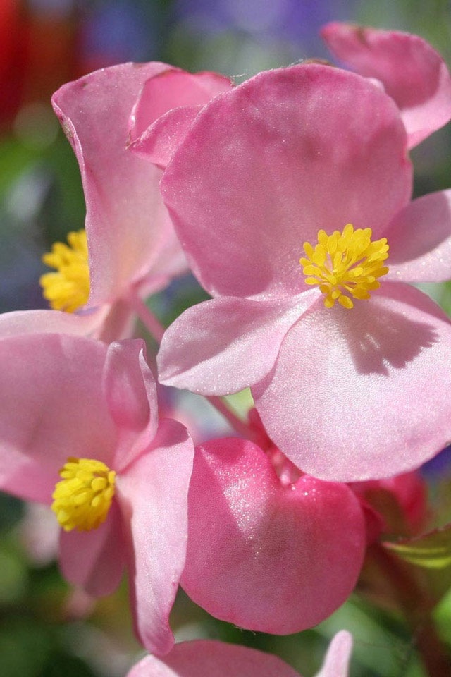 Begonia Flowers Blooming Hd Widescreen Free Images