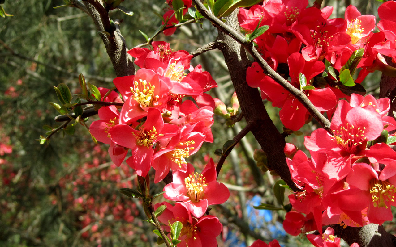 Begonia Wax Red Seeds Flower Free Wallpaper Hd