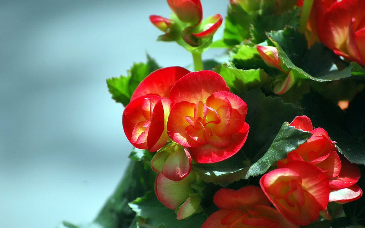blossomes red center yellow colorfulling begonia flower hd