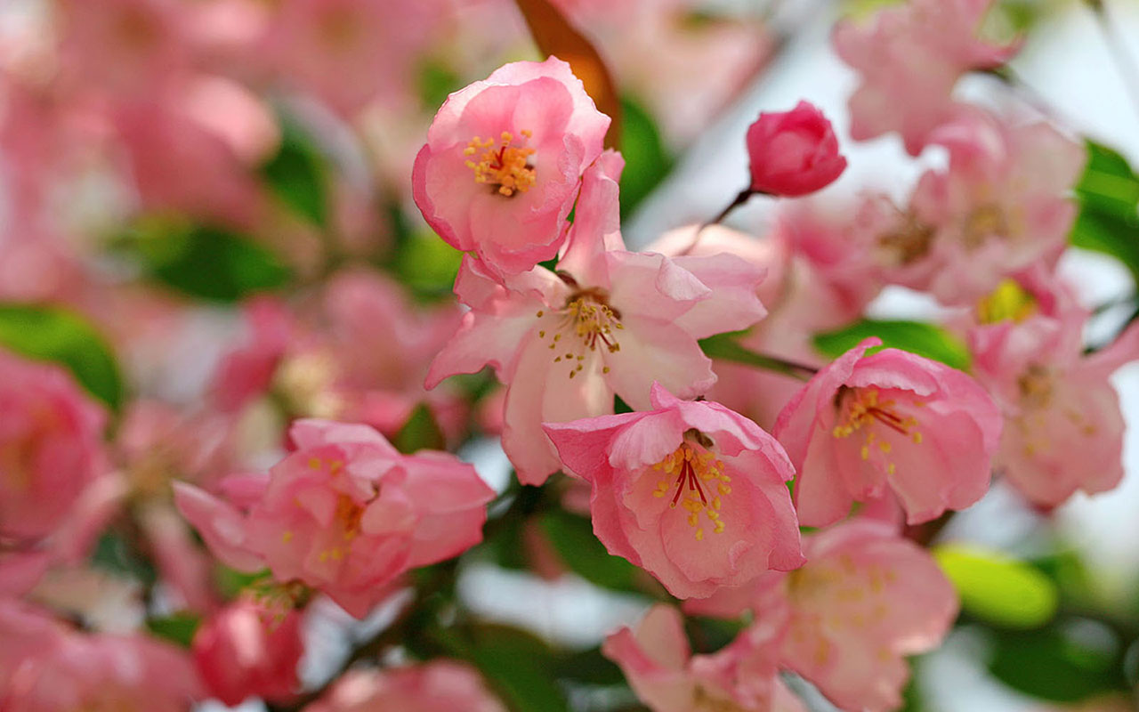 cherry blossom desktop widescreen wallpaper free