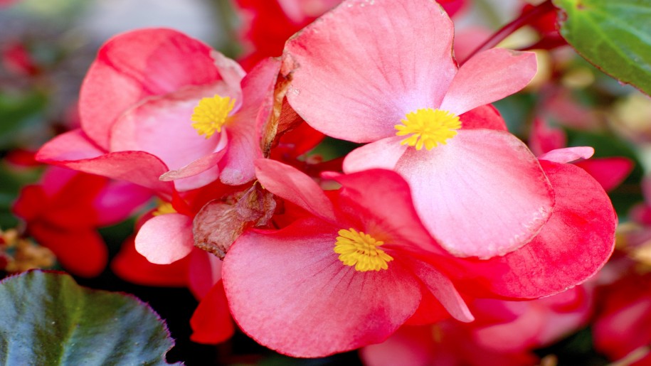 Funky Pink Begonia Pink Flower Images Free Download