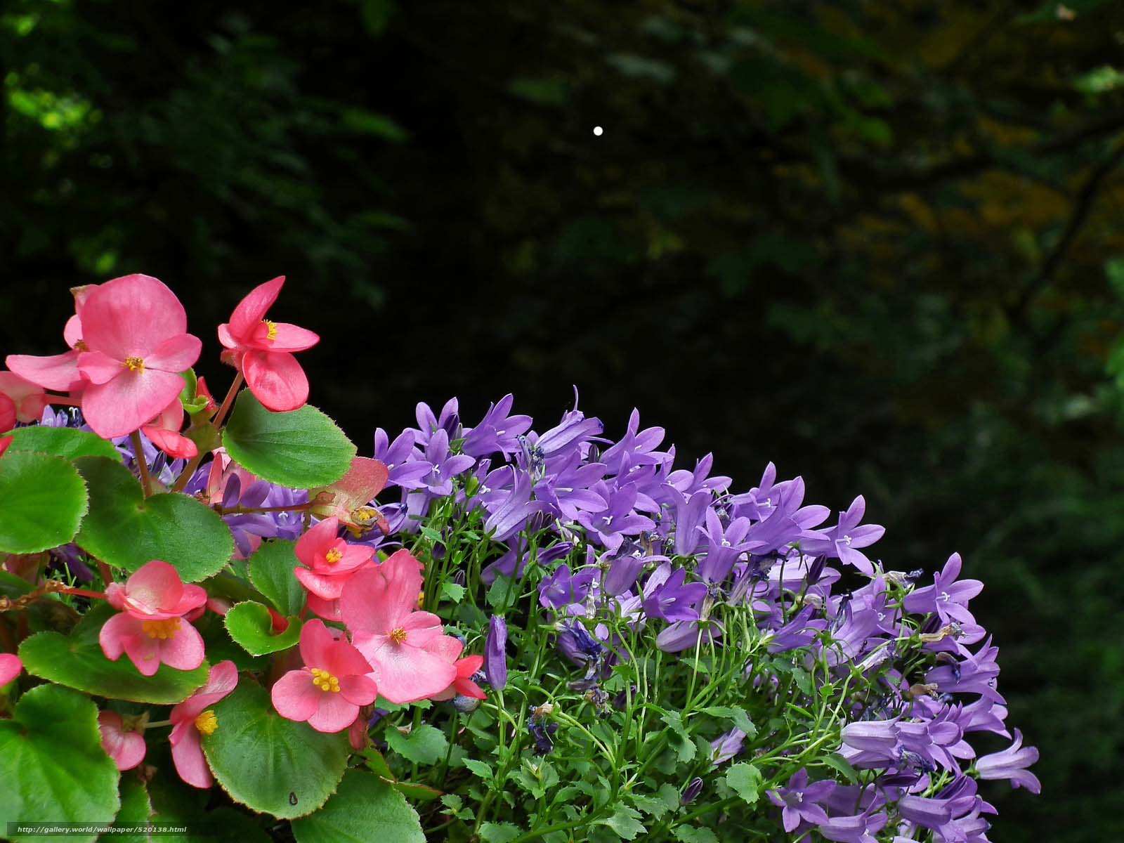 Outsidepride Begonia Amazing Flower Free Desktop Download Images