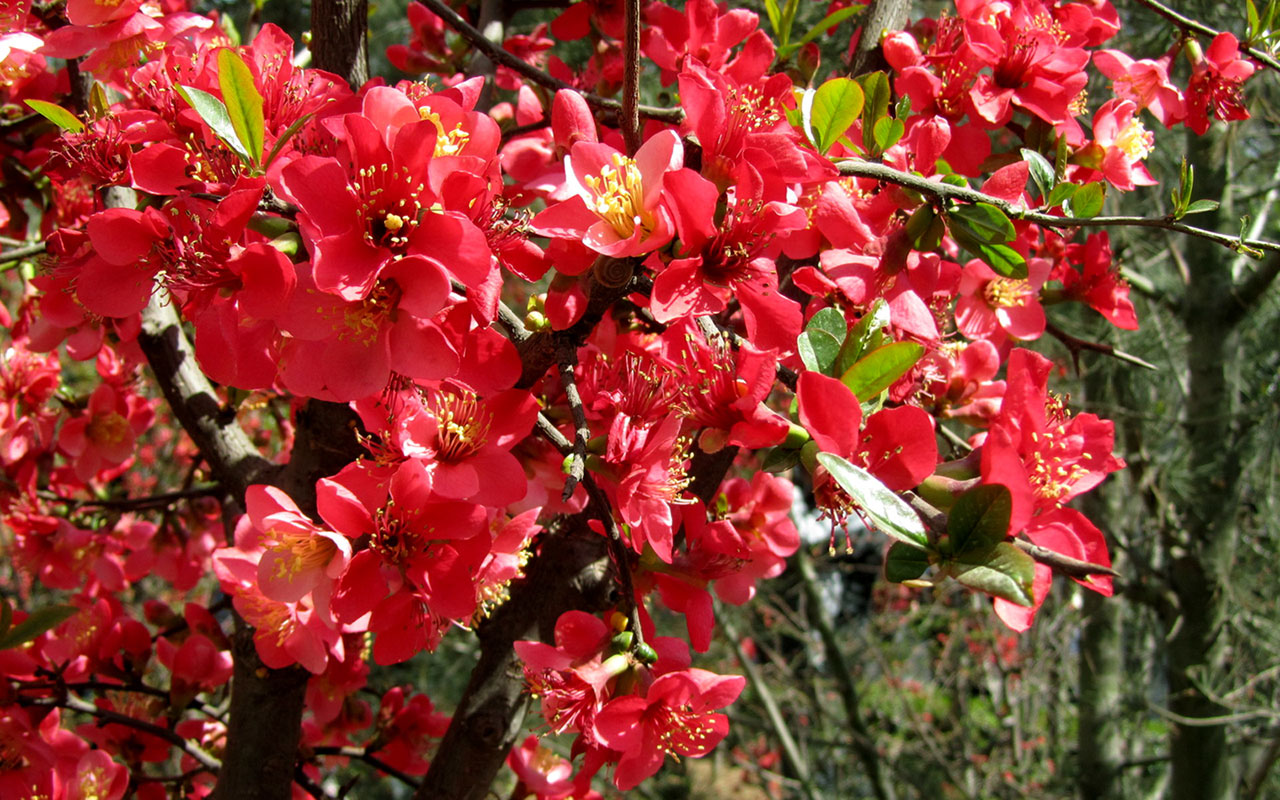 Prelude Scarlet Begonia Flower Download Desktop Images