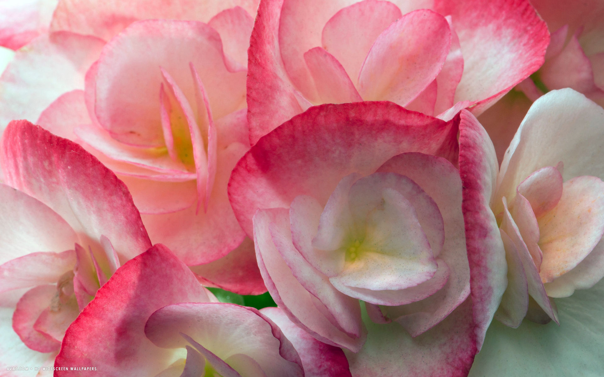 rose blooms begonia flower free wallpapers download