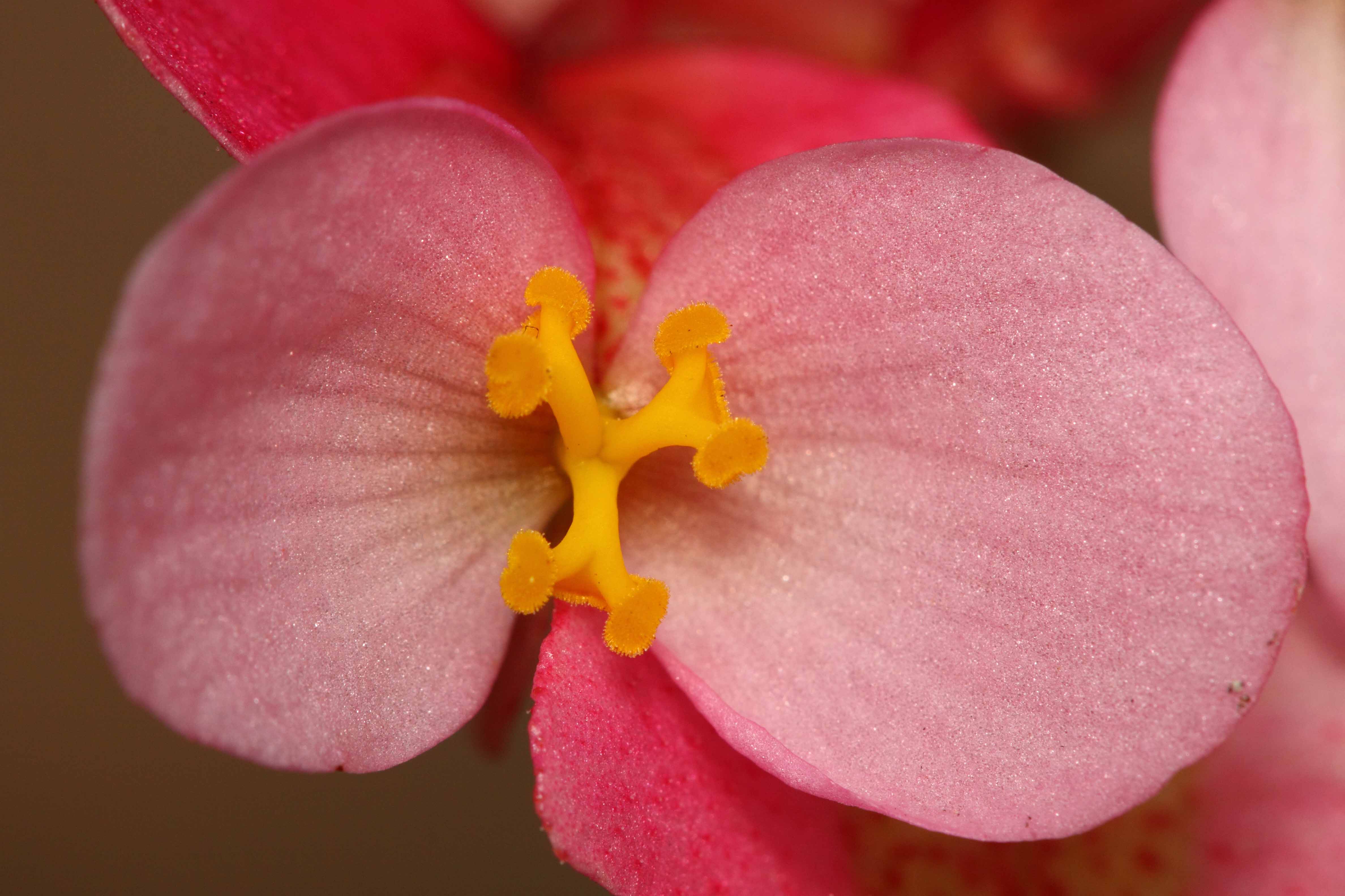 Sending Love And Blessing Pink Begonia Flower Free Download