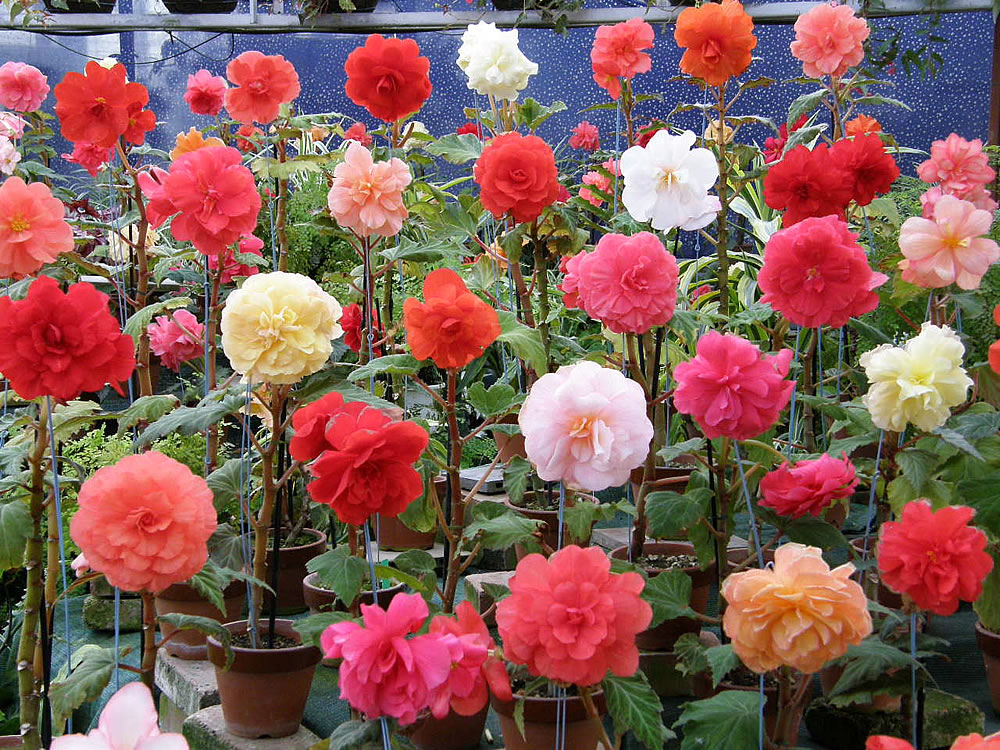 shop begonia splendide flower images free download