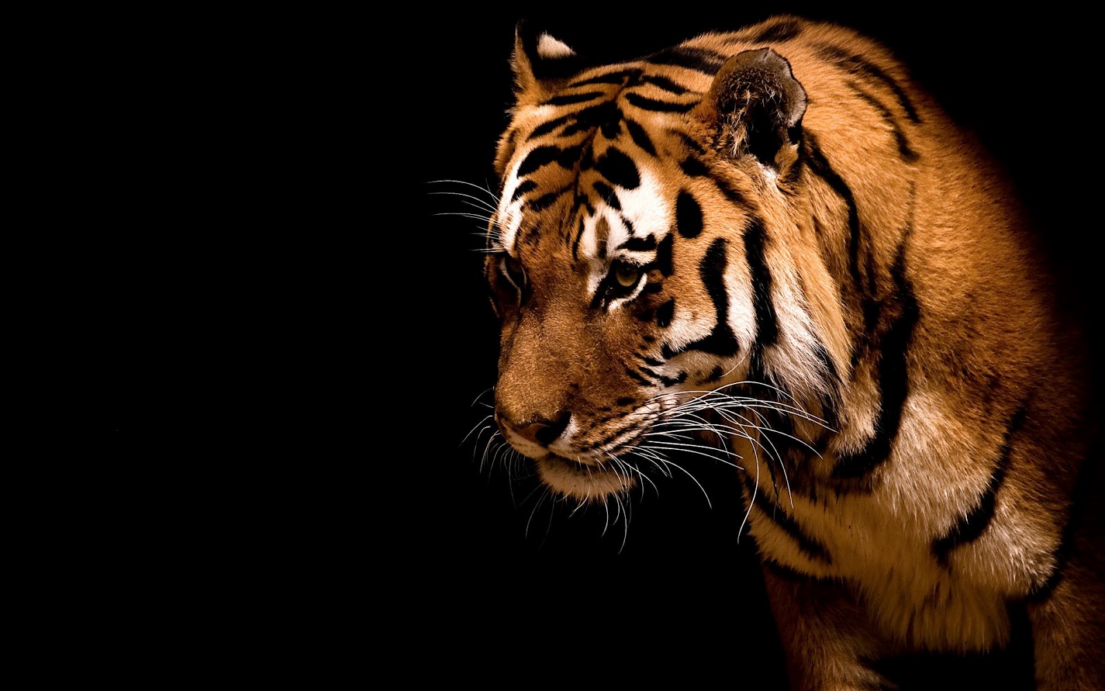 Amazing Tiger 4k Background Wallpapers