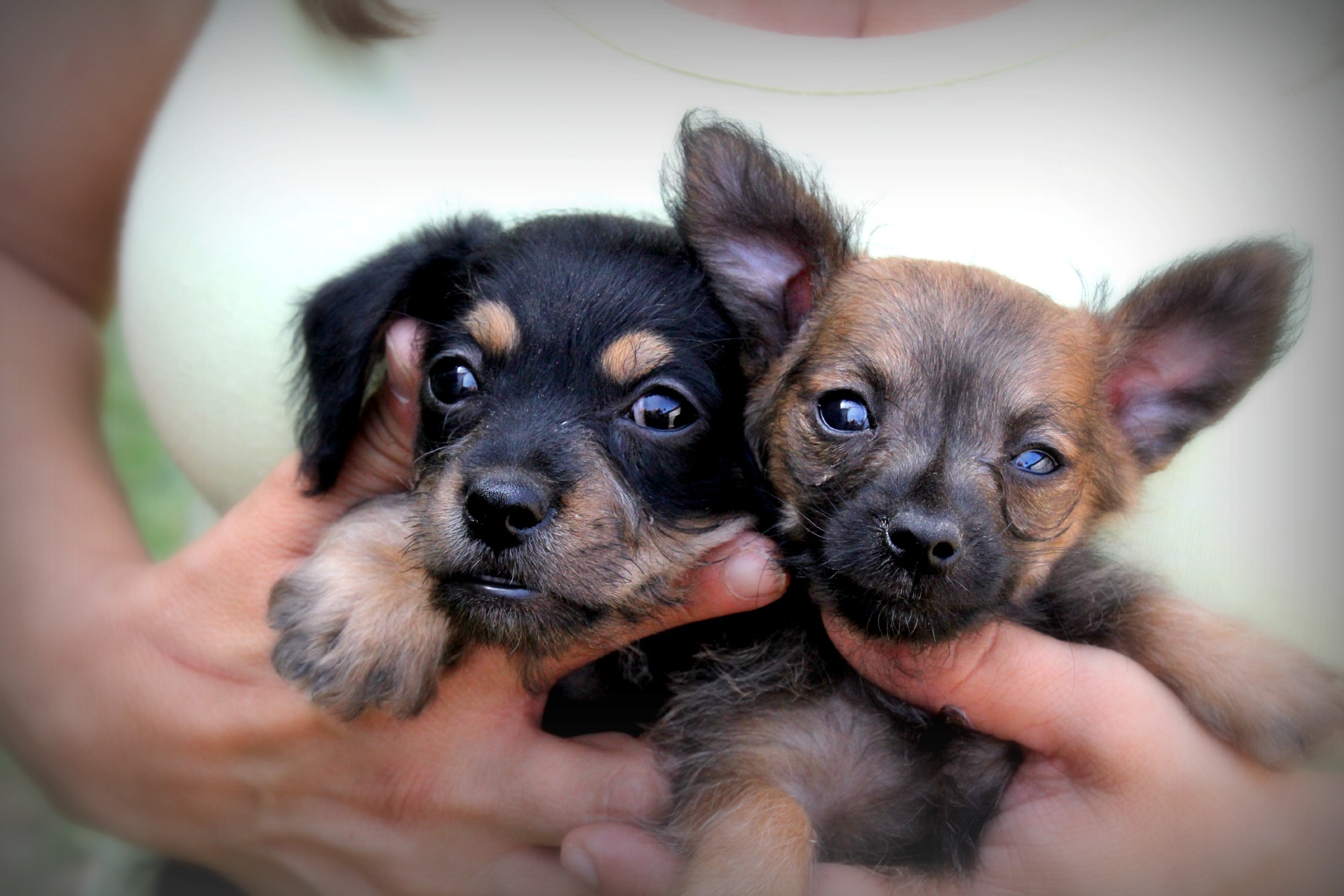 Baby Beagle Puppies Pictures Desktop Free Download