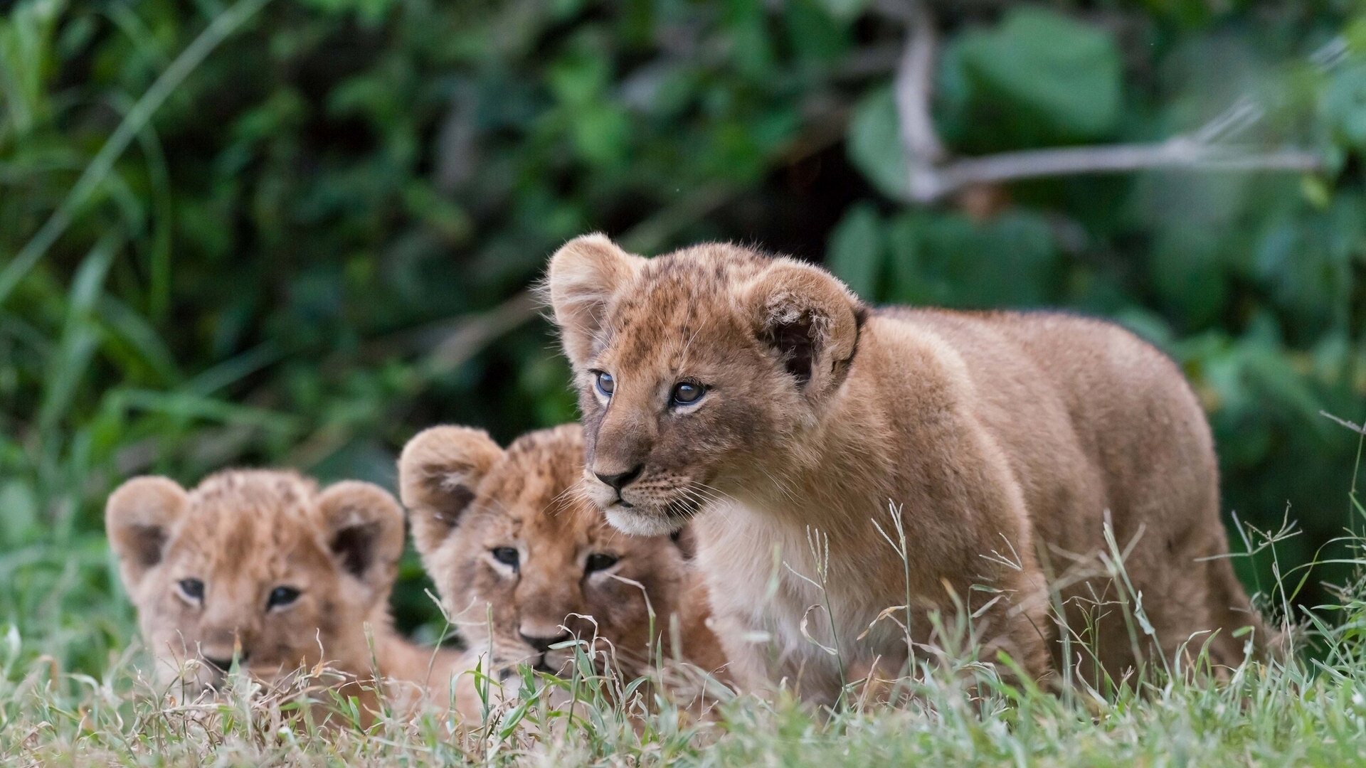 beautiful desktop baby lions cubs pics free download