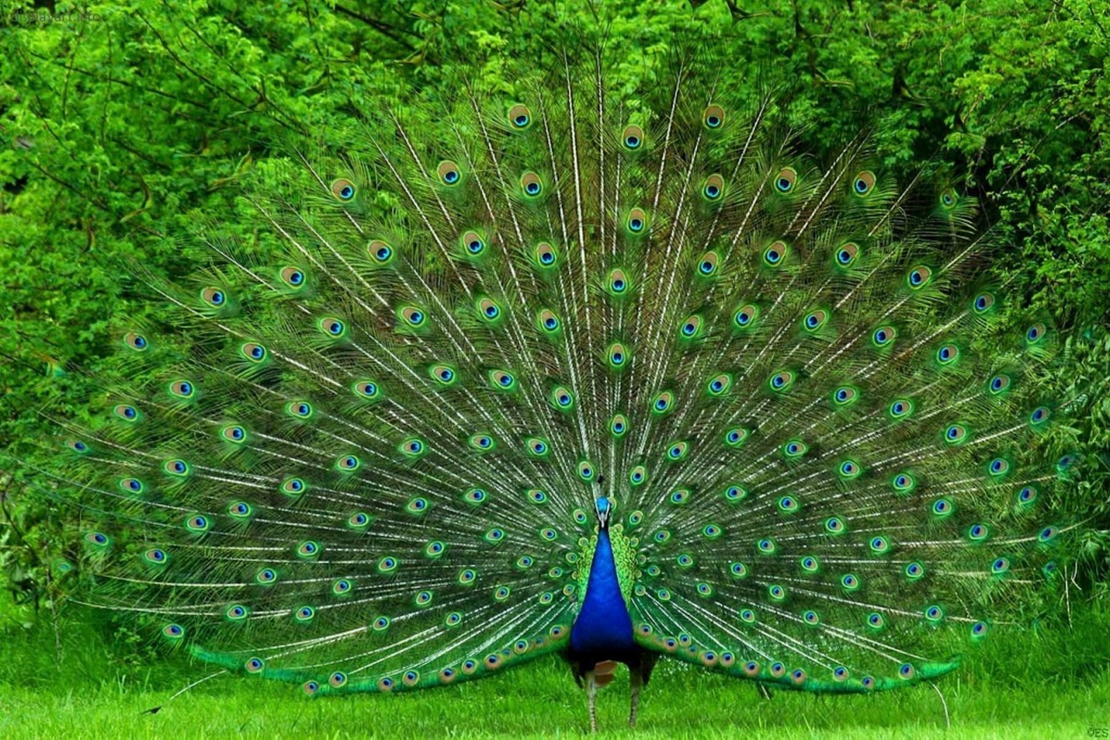 Beautiful Peacock Mobile Desktop Background Wallpaper Download