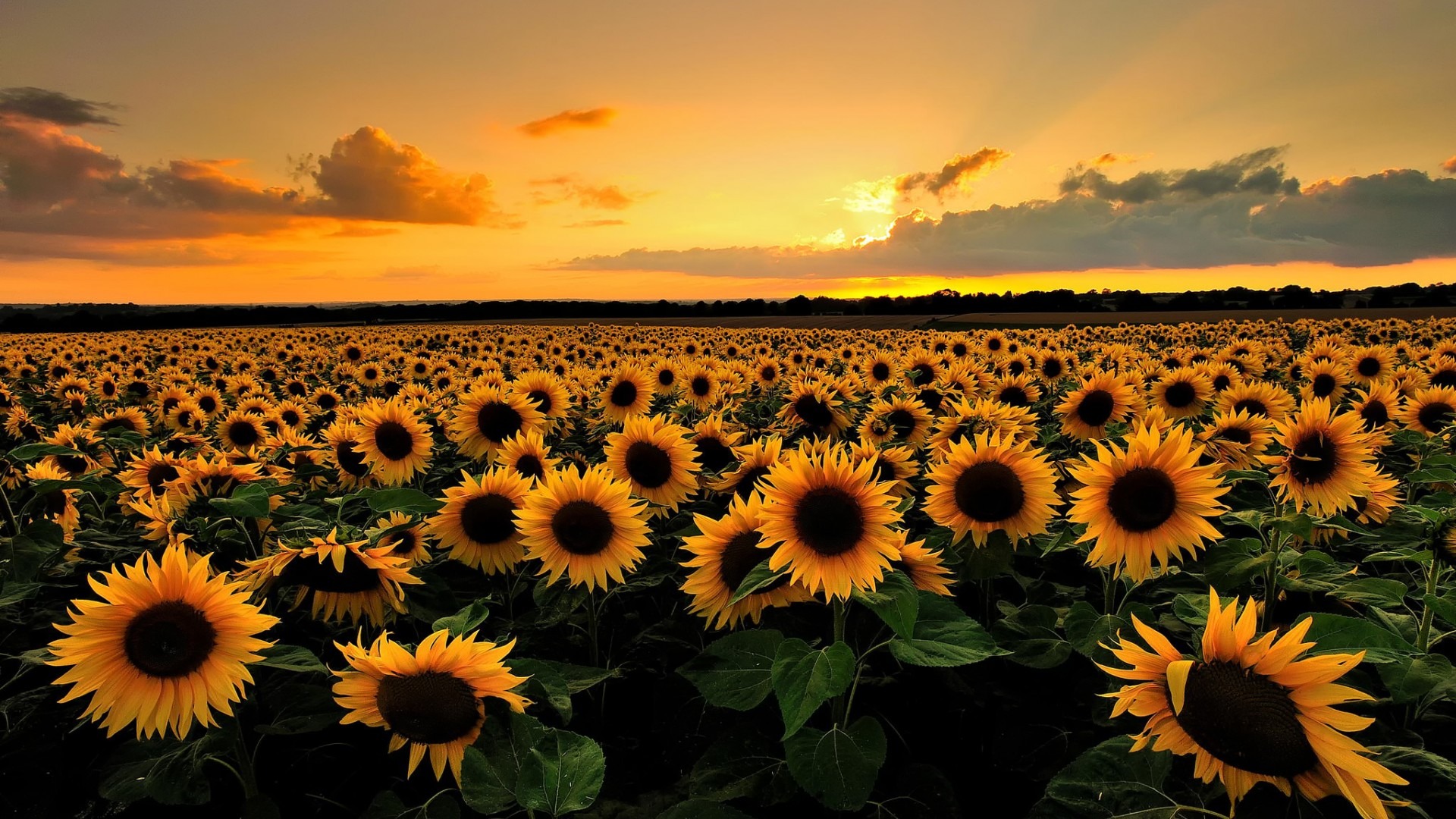 beautiful sunflower field mobile desktop background wallpaper