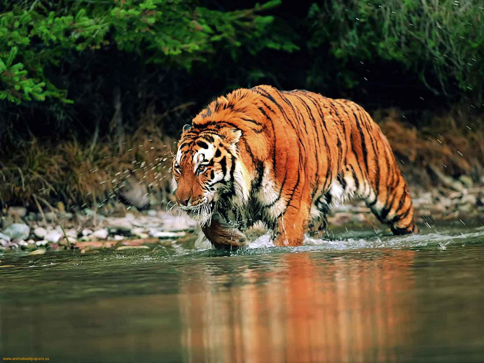 Bengal Tiger Pictures 4k Background Wallpapers