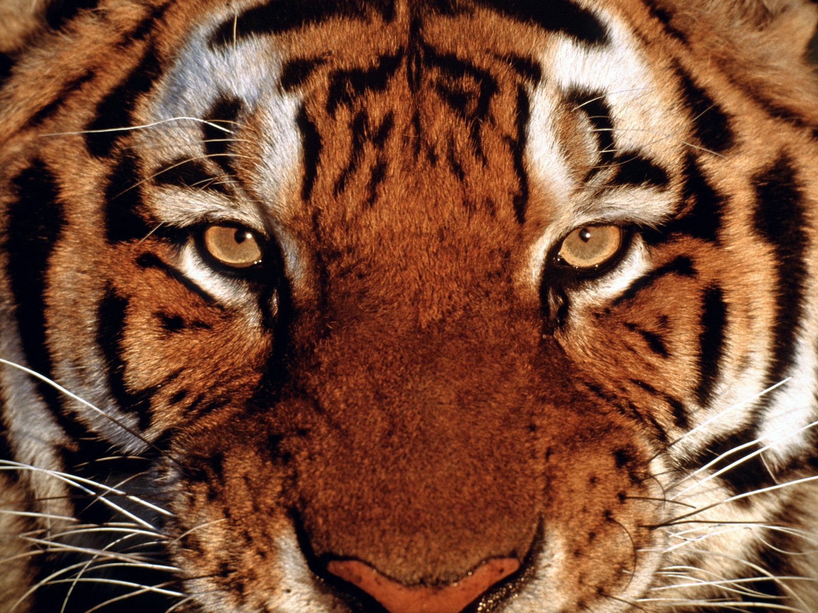 Best Tiger 4k Background Wallpapers Hd