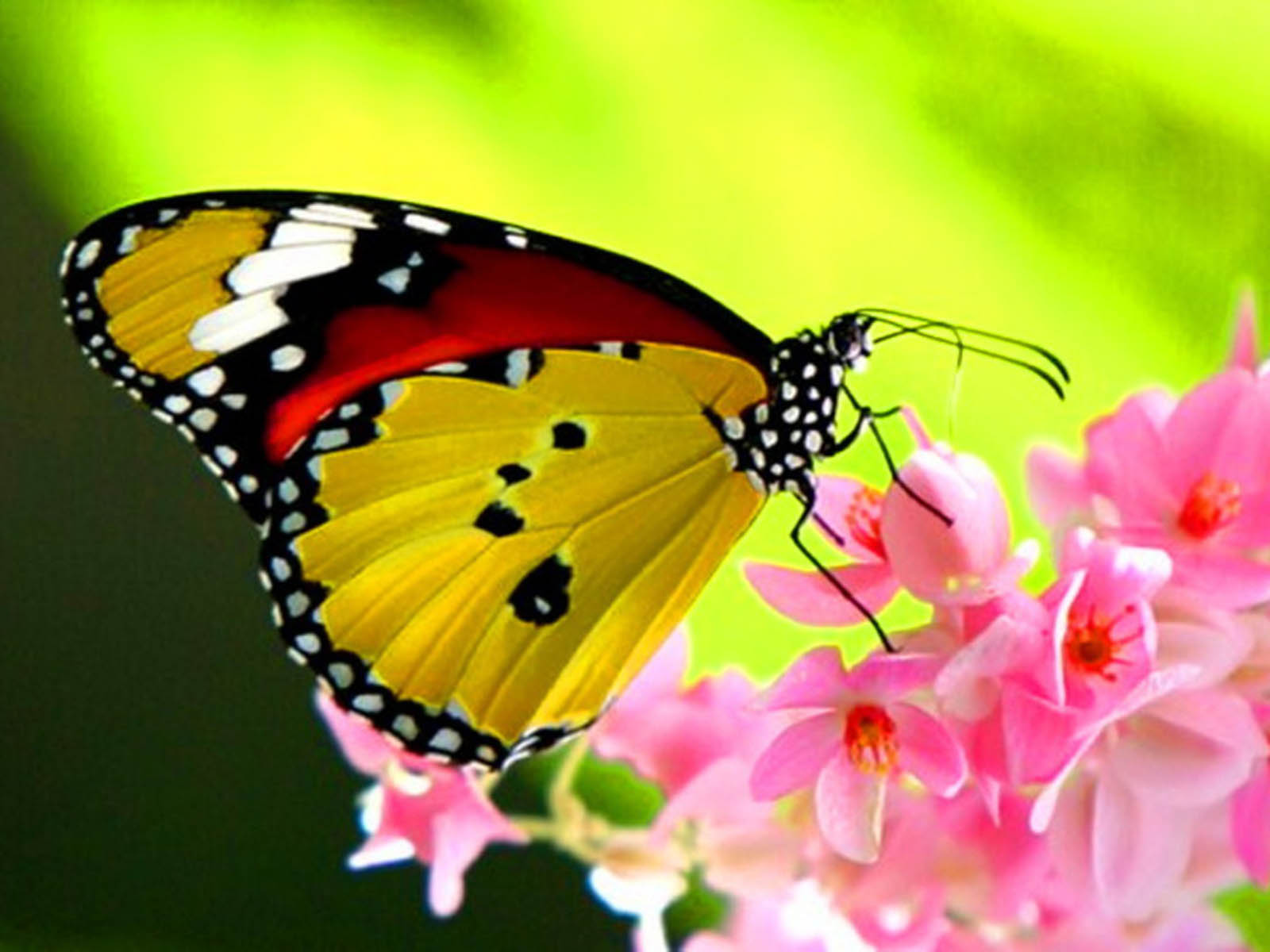 butterfly images for mobile desktop background wallpaper