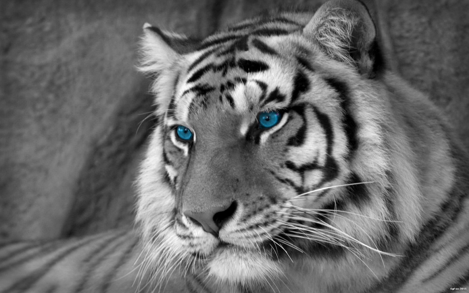 calm desktop white tiger pictures free download