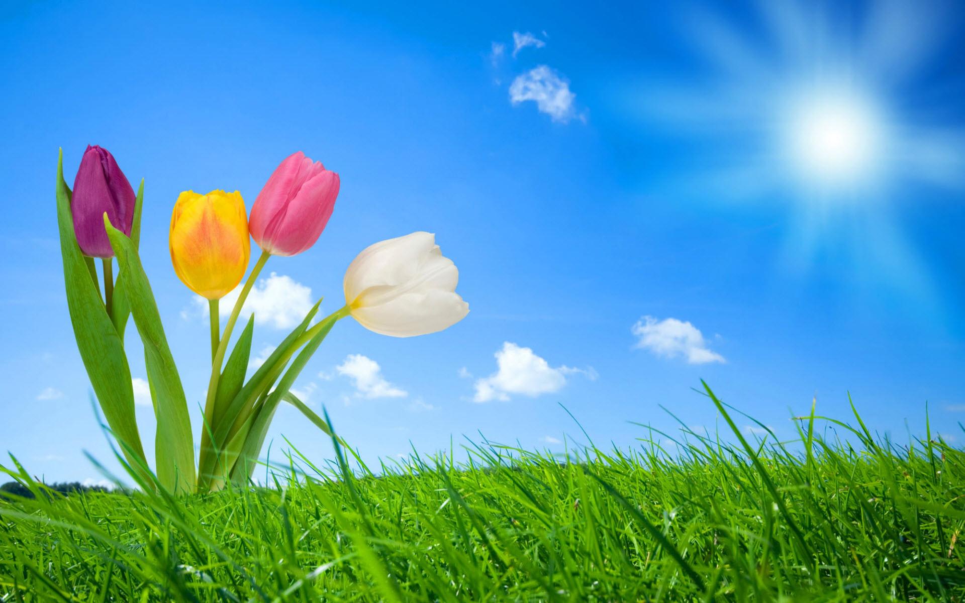 colorful desktop animated flower hd images free