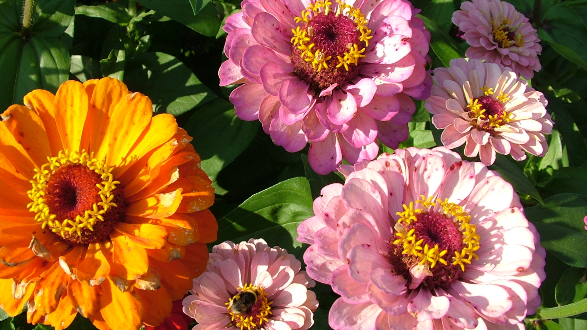 colorful easterl flower wallpapers free download desktop