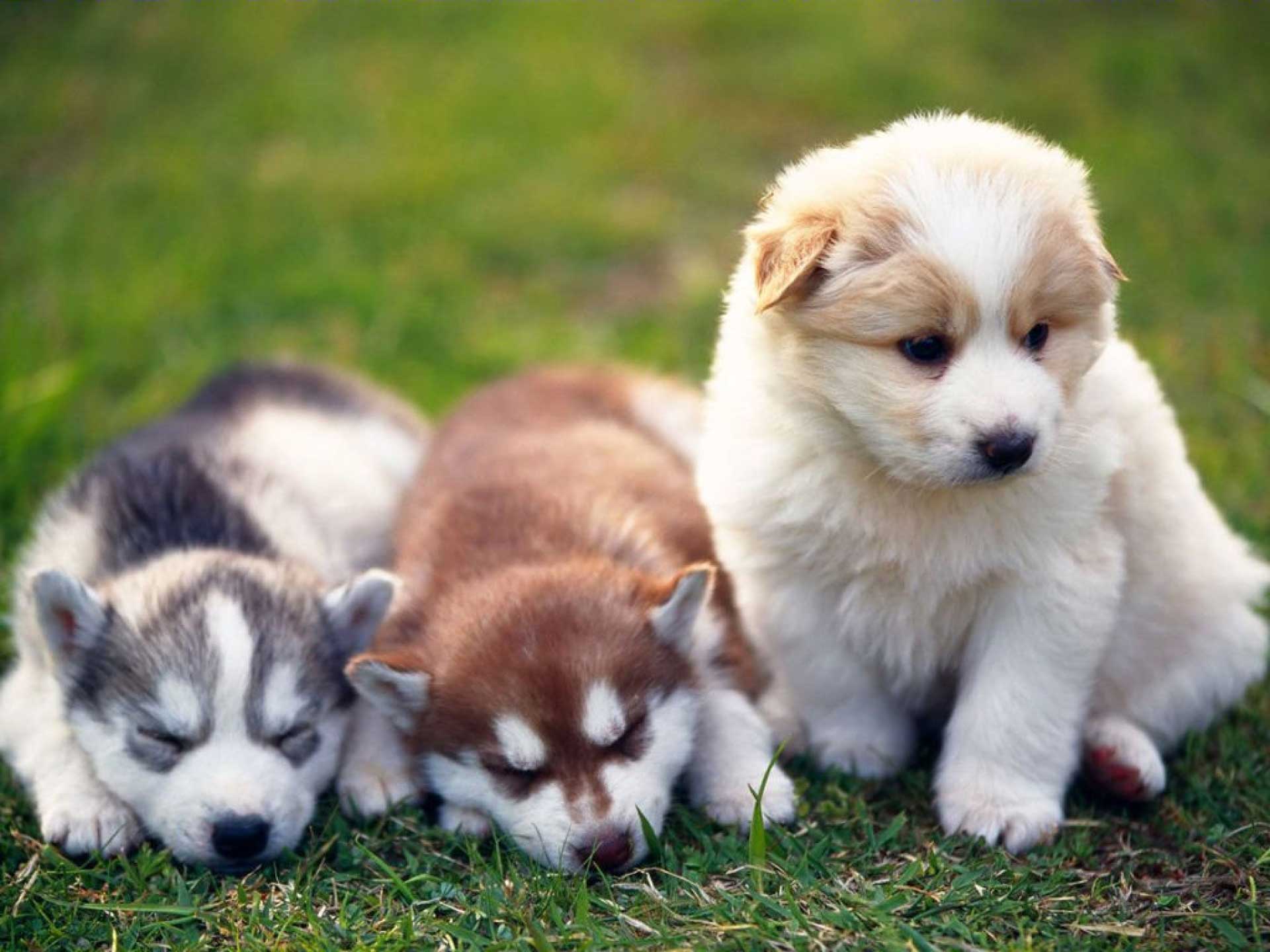 Colorful Variety Dog Baby Puppy Hd Wallpaper