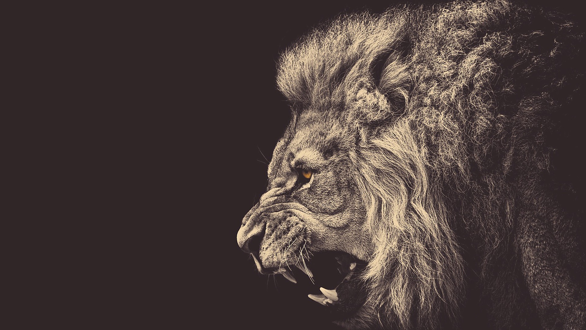 Cool Lion 4k Background Wallpapers