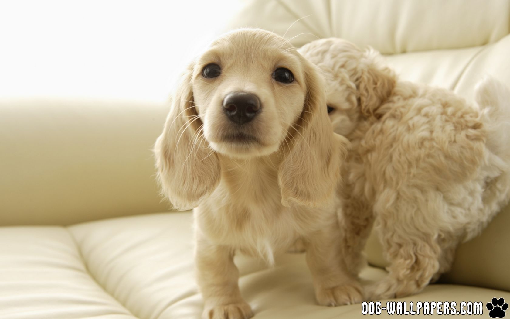 cute brown puppy hd android images free download
