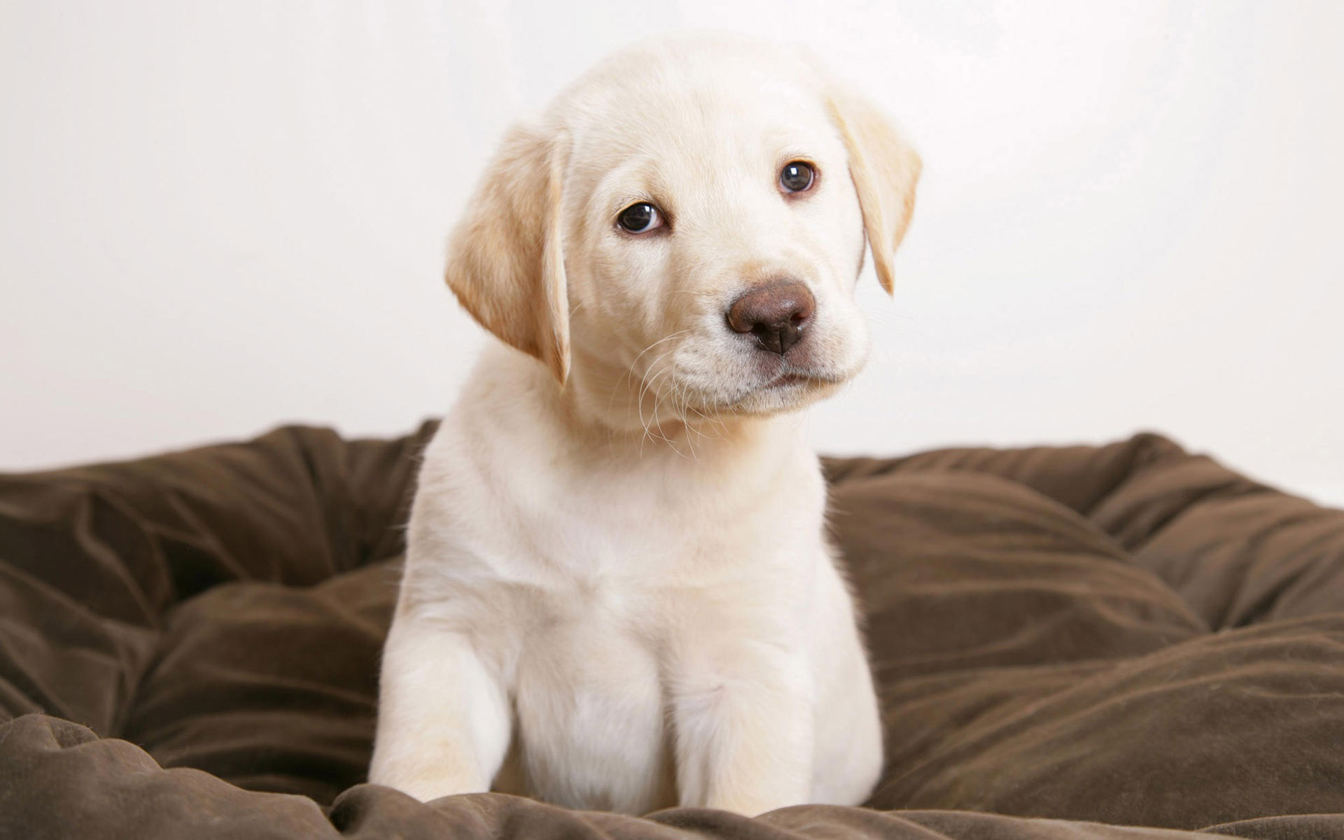 cute dog puppy sitting sad desktop wallpaper