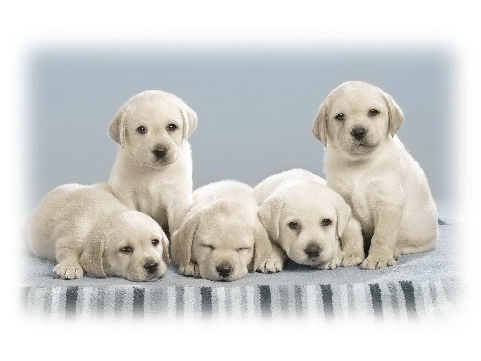 Cute Dog Wallpapers For Mobile Desktop Background Download