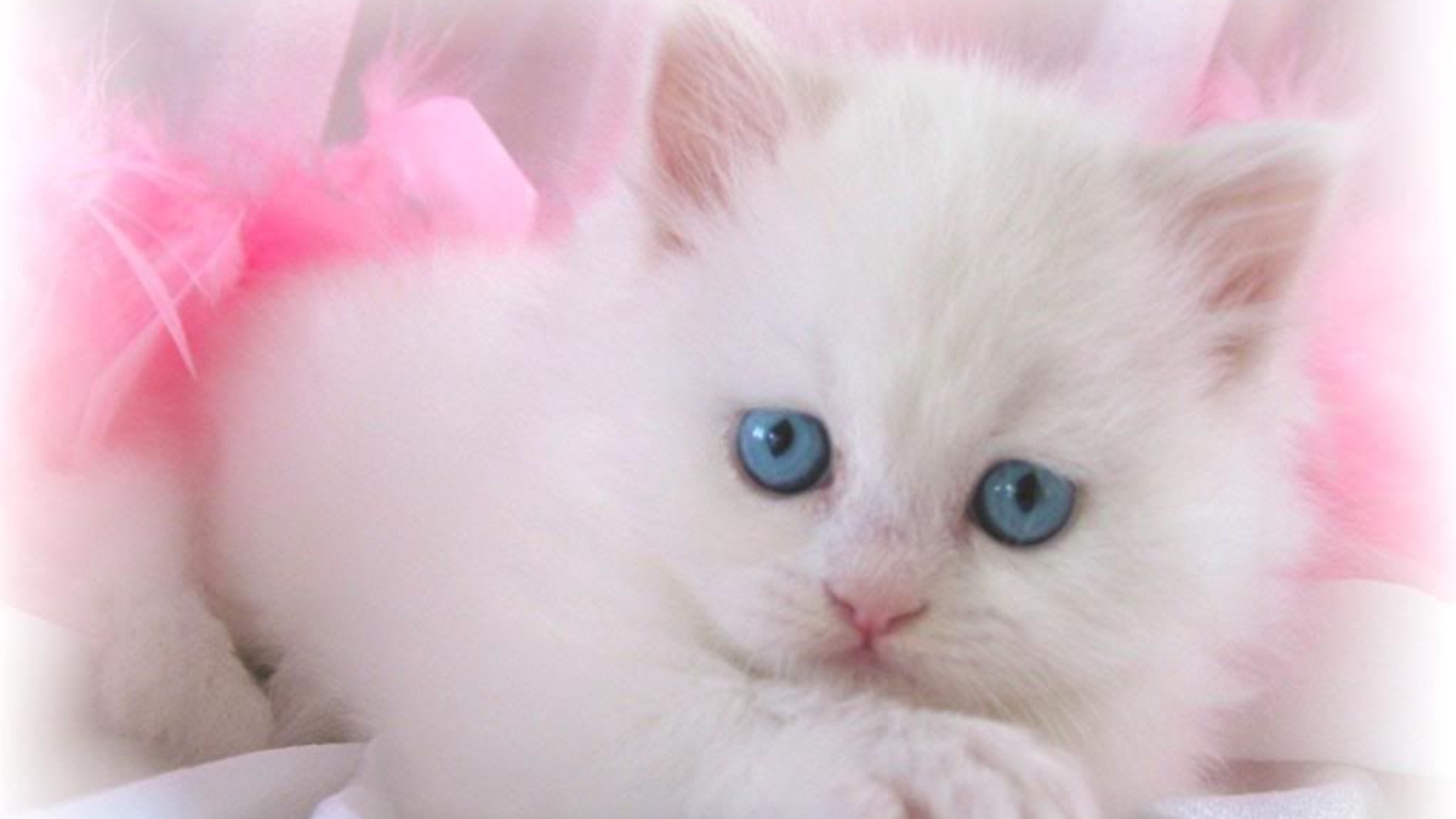 Download Attentive Cute Kitten Wallpaper  Wallpaperscom