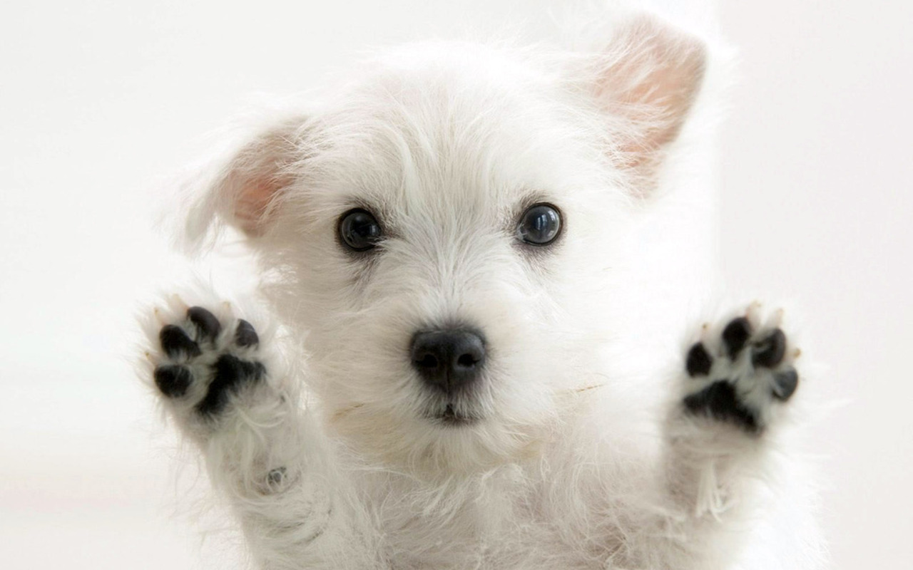 Cute Puppies Hd 4k Background Wallpapers