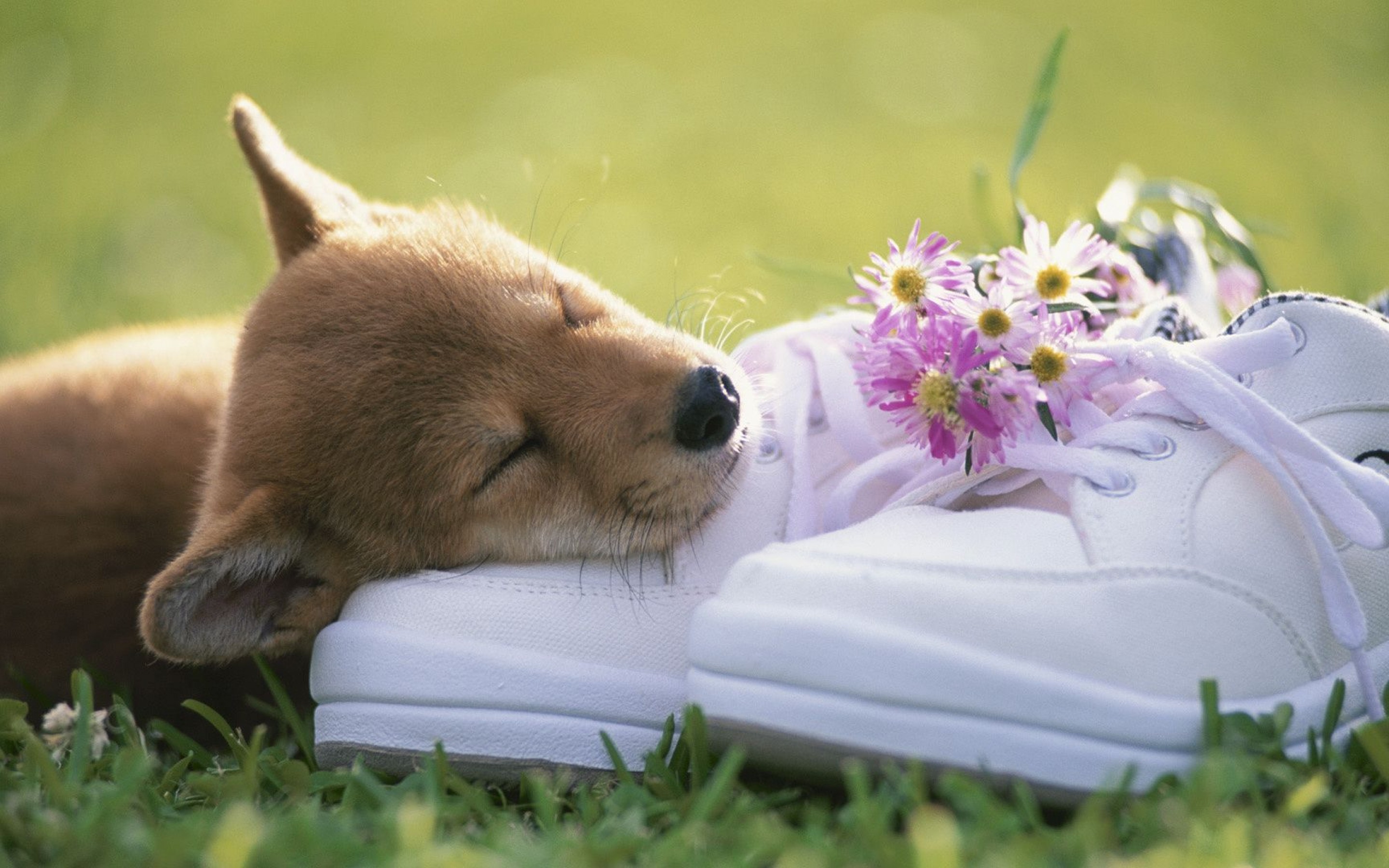 cute puppies sleep grass pics free download