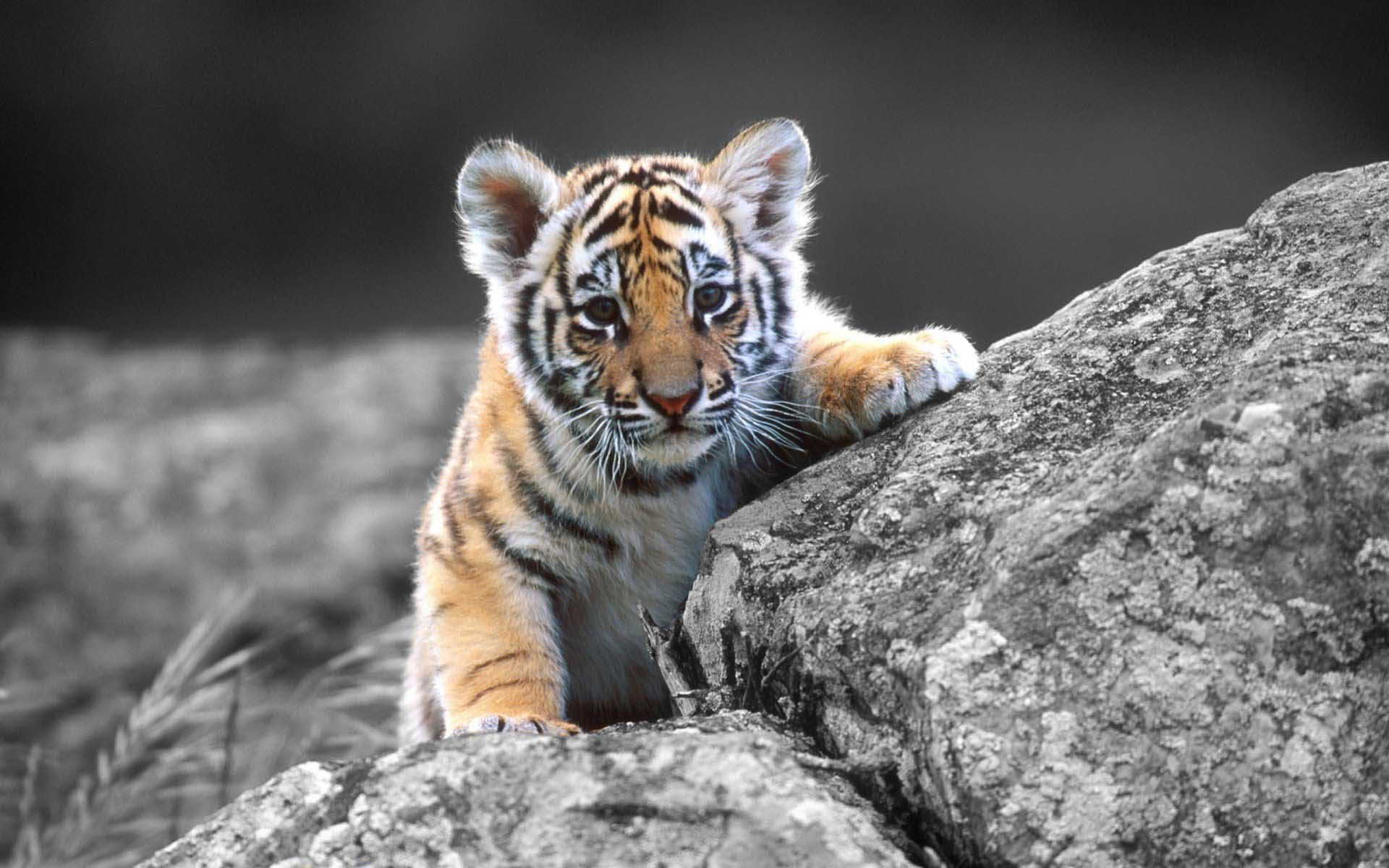 Cute Tiger Cubs 4k Background Wallpapers