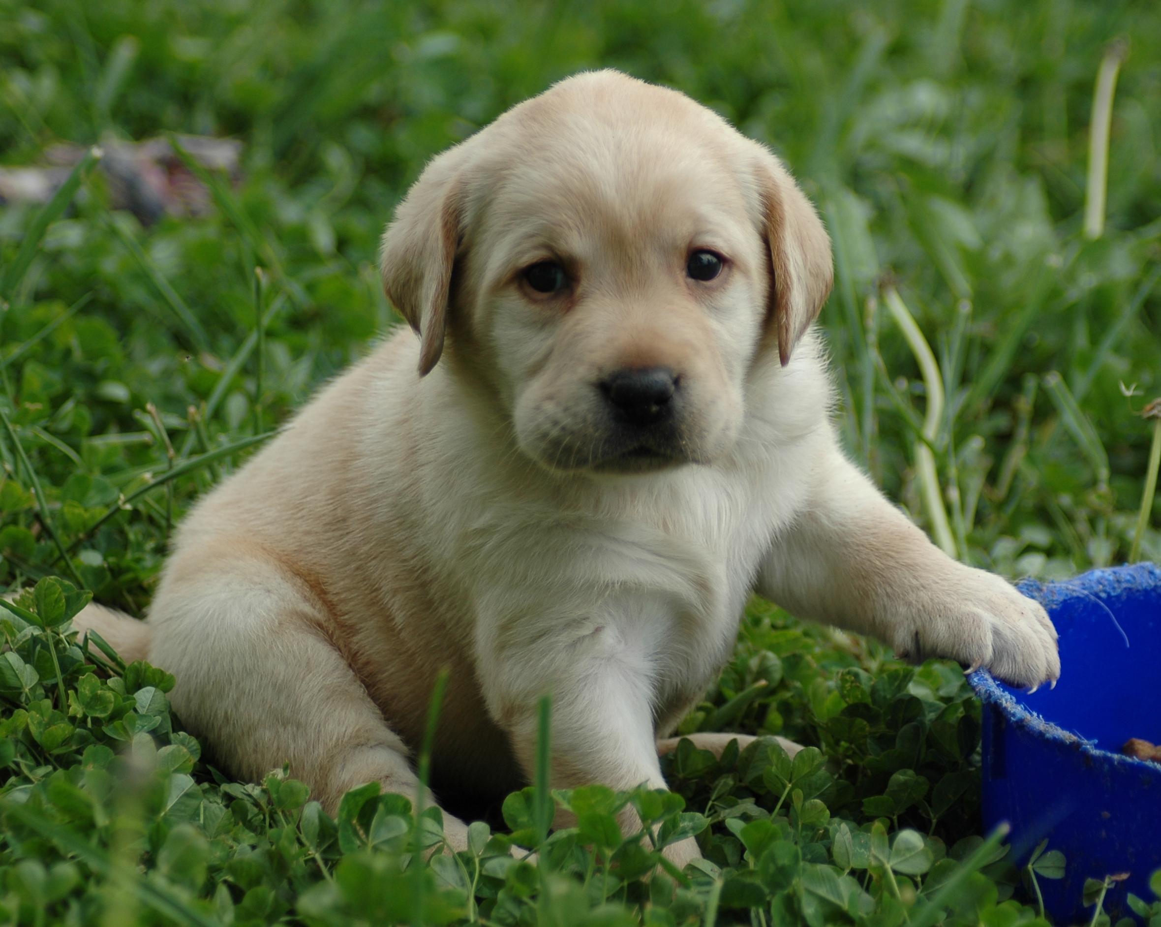 cuter hd free puppy pictures to download