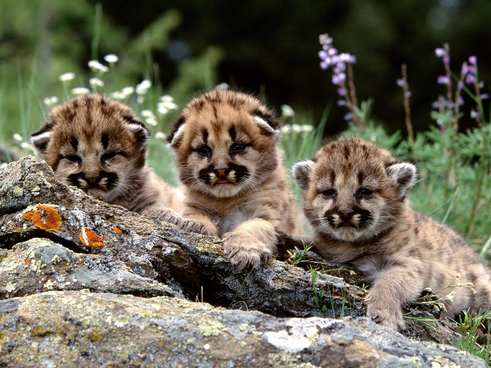 cutest desktop picture lion cubs hd free wallpaper