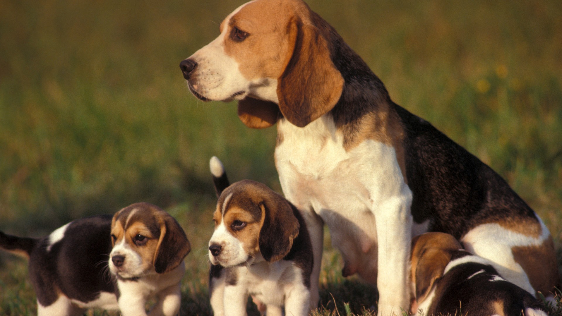 desktop beagle dog baby puppies wallpaper